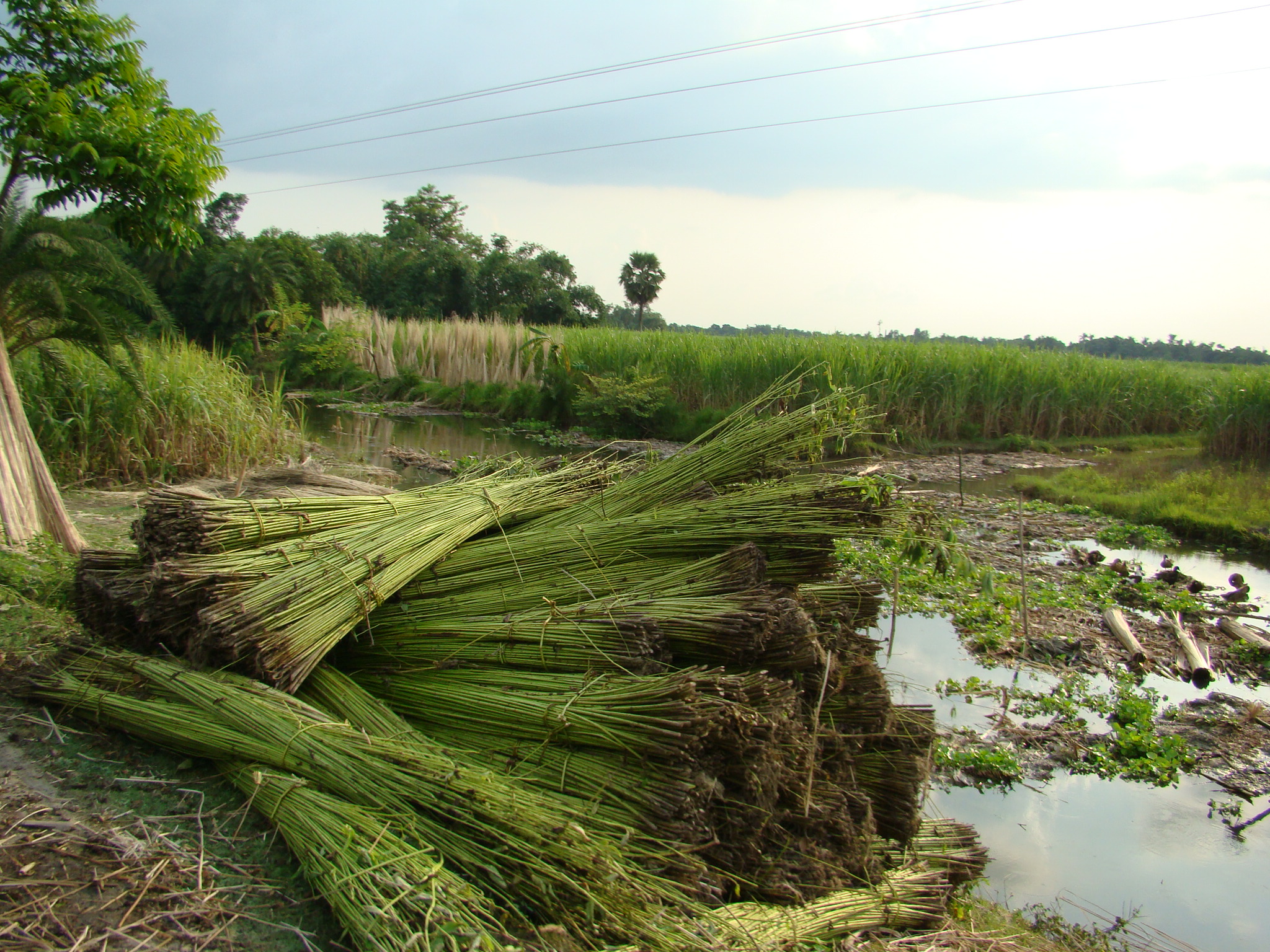 Jute cultivation in rural Bangladesh